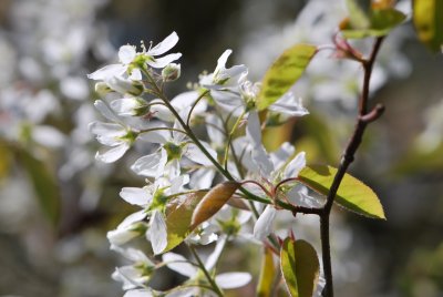 Amelanchier canadensis - muchovník kanadský - květy (detil)